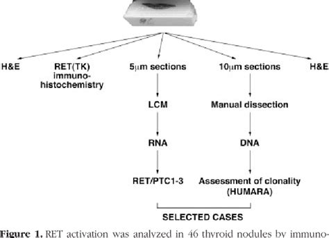 Figure 1 From Assessment Of Retptc Oncogene Activation And Clonality