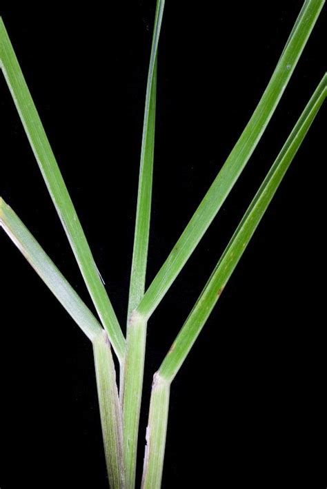 Flora Of New Zealand Taxon Profile Poa Anceps