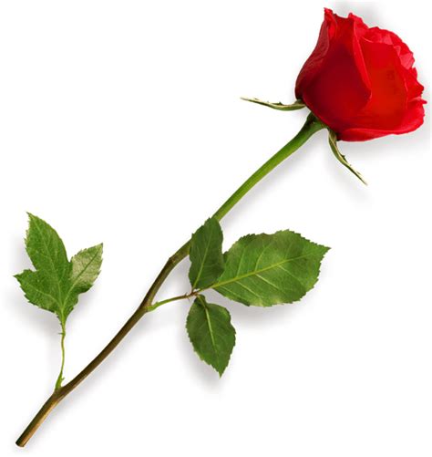 Red Rose Clipart Long Stem Rose Png Transparent Png Full Size