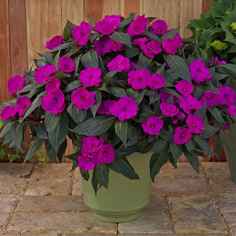 Impatiens Sunpatiens Compact Purple Les Serres Michel Van De Walle Inc