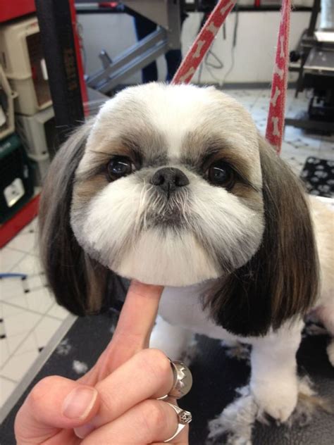 35 Funny Dog Haircuts These Dogs Are The Real Victims Of Laughter Here