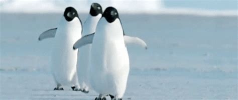 Cute Penguins Animated Pictures