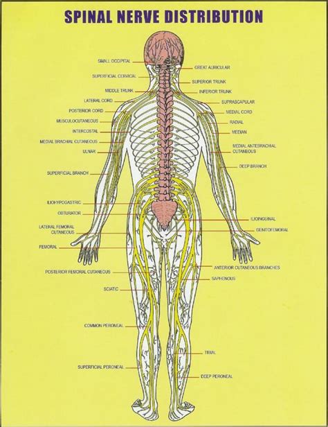 Cervical Spine Nerve Anatomy The Best Porn Website