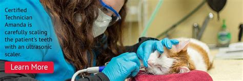 Learn more about partners for pets in troy, il, and search the available pets they have up for adoption on petfinder. Troy IL Veterinary Clinic Provides Veterinary Care For ...