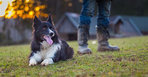 Choosing The Right Dog For A Rural Environment Diamond Pet Foods