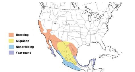 Orioles In California 3 Species W Range Maps Bird Watching Hq