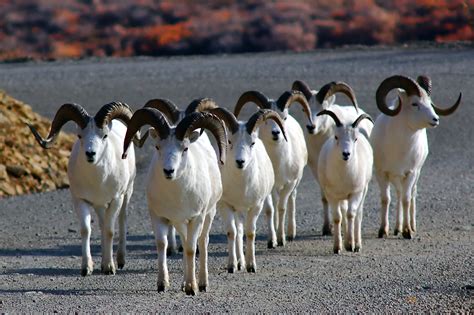 Counting Sheep The Driving Force Of Denali Nasa Earth Expeditions
