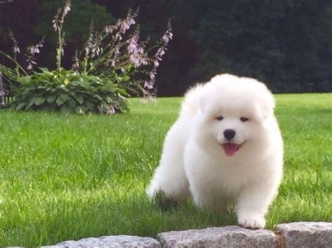 Bred and designed to work hard and well in cold. 40+ Very Cute Pictures Of Samoyed Puppies