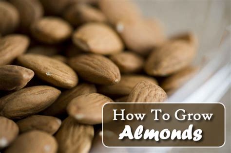 How To Grow Almonds From Seeds