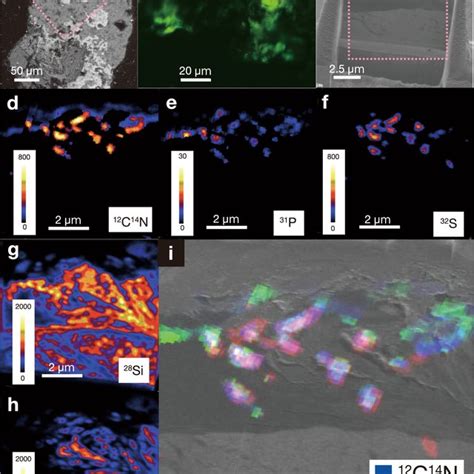 Basalt Interface With Microbial Colonization Light And Fluorescence