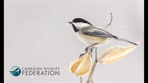 Canadian Wildlife Federation Your Connection To Wildlife Youtube