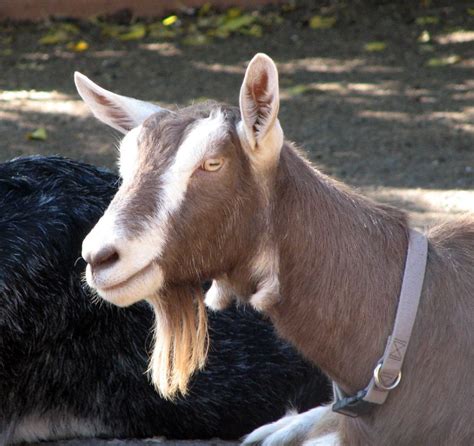 Filetoggenburg Goat
