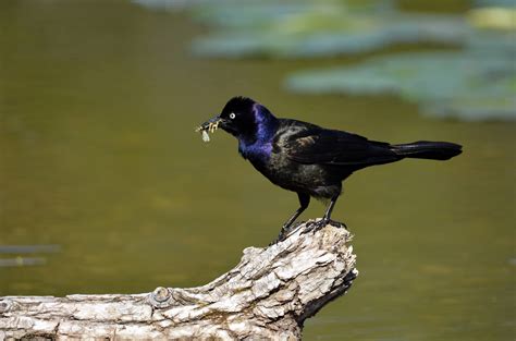 Blackbirds In Florida 12 Stunning Species You Might See