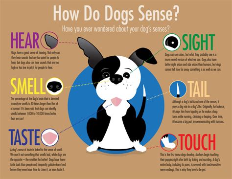 Dog senses infographic