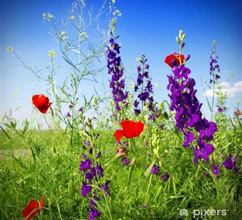 (risposta) campo de fiori è piazza (luogo, edificio, fattoria), un'area pubblica aperta e ampia vicino al centro della città o di un paese. Fototapet Sommar blommor • Pixers® - Vi lever för förändring