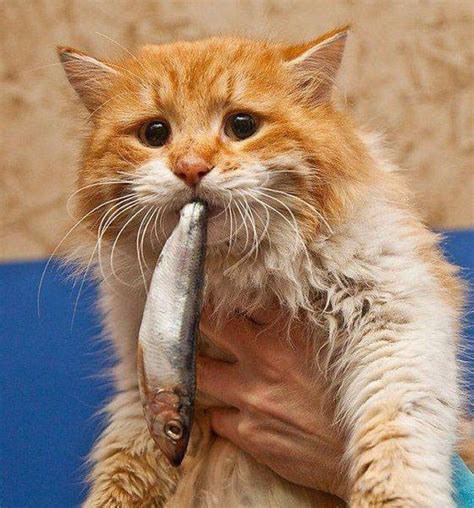 Cat Eating Fish Funny Cat Mania
