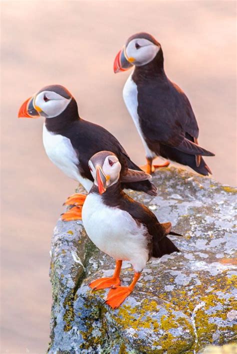 Atlantic Puffins In Iceland Scotland Wallpaper Norway Viking Puffins