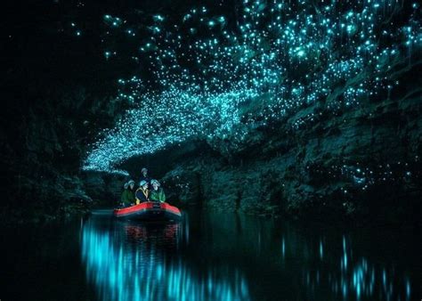 Glowworm And Cave Explorer Tours Spellbound Glowworm Cave Tours