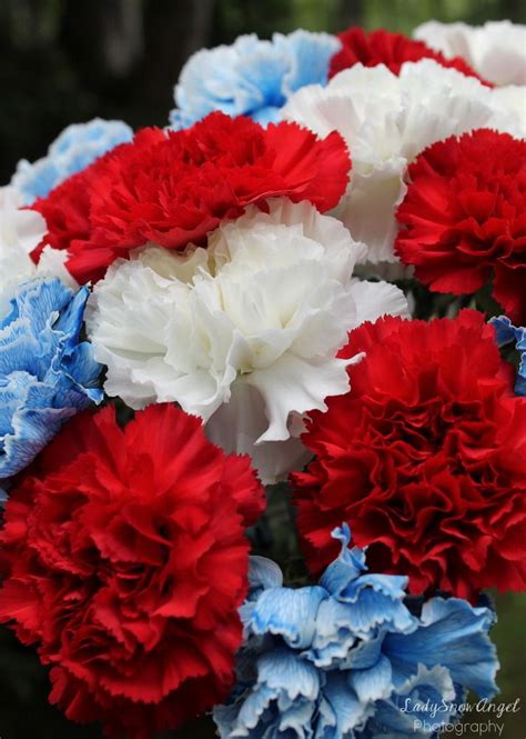 Red White And Blue Carnations Photography By Ladysnowangel White And