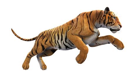 Royalty Free Tiger Run Pictures Images And Stock Photos Istock