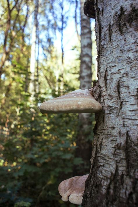 Mushrooms Grow On A Birch Tree In The Forest Stock Image Image Of