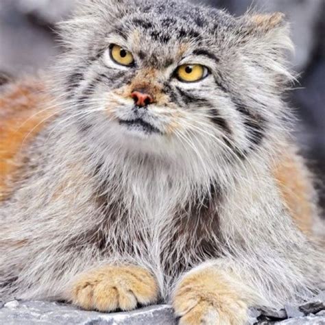 Pallas Cat Cute Pets And Exotic Animals Pinterest