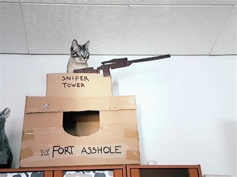 Welcome To Fort Asshole A Hideout A Genius Pet Owner Made For Their
