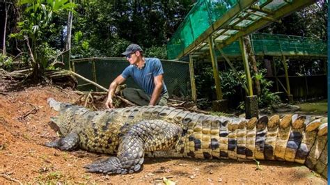 15 Foot Crocodile In Costa Rica Youtube