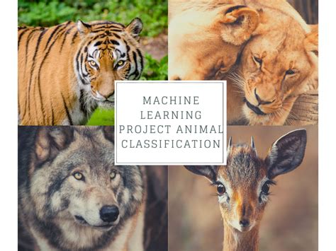 Identify The Type Of Animal 7 Types Based On The Available Attributes