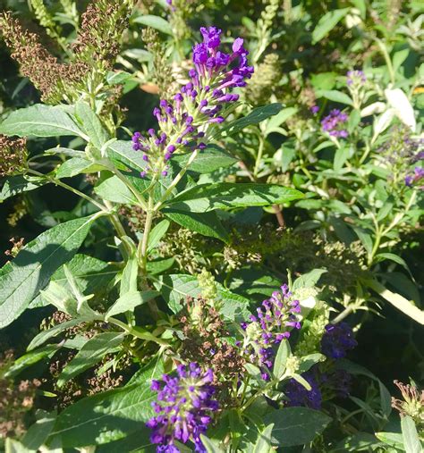 We did not find results for: 18 Low Maintenance Perennials