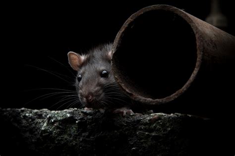 Well you can use rat traps, rodenticides or try sonic repellers. Mouse & Rat Removal - Pest Kings Wildlife And Pest Control