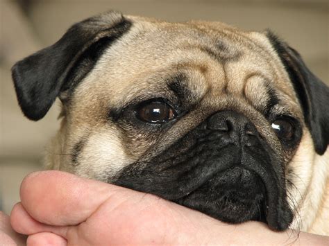 Filepug Dog Nose Face Detail Wikimedia Commons