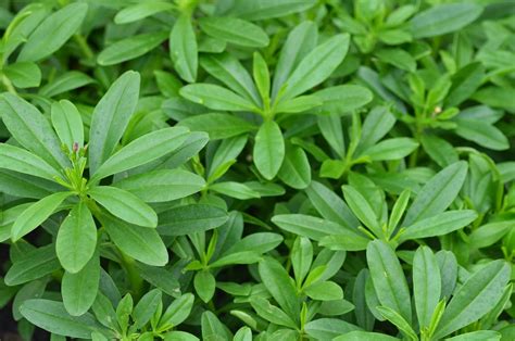 Pokok herba ini dikatakan dapat mengubati penyakit batu karang dengan meminum air rebusan akarnya. Tanaman Herba: Ginseng Jawa