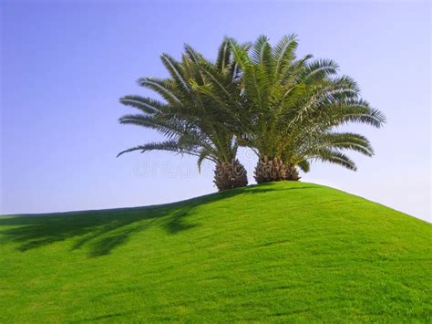 Palm Trees On Green Grass Stock Photo Image Of Parkland 17238900