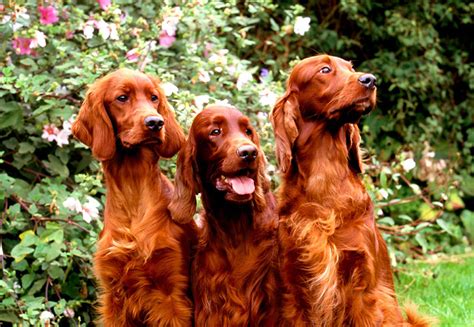Top 10 Dog Breeds For Young Families