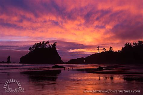 Sunset At Second Beach Olympic National Park Washington Pacific