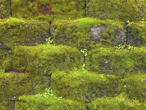 Whats Behind Japans Moss Obsession World Sensorium Conservancy