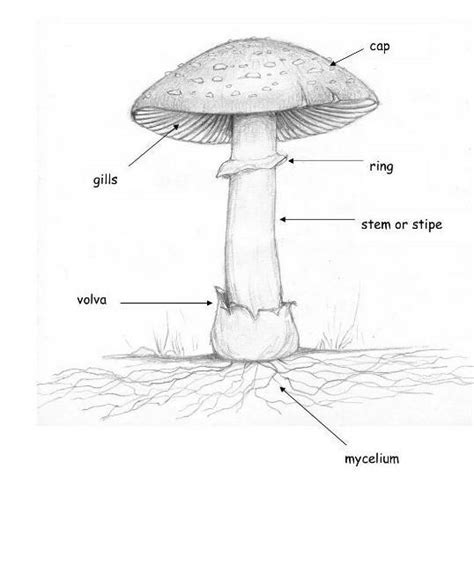 Diagram Well Labelled Diagram Of A Mushroom Mydiagram Online