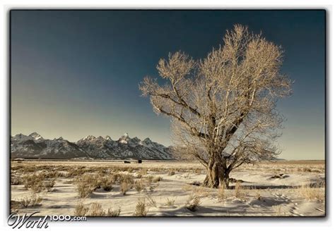 Portrait Of A Tree 2012 Worth1000 Contests