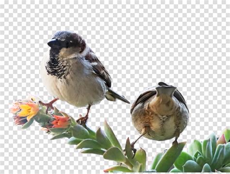 Feather Clipart House Sparrow American Sparrows Finches