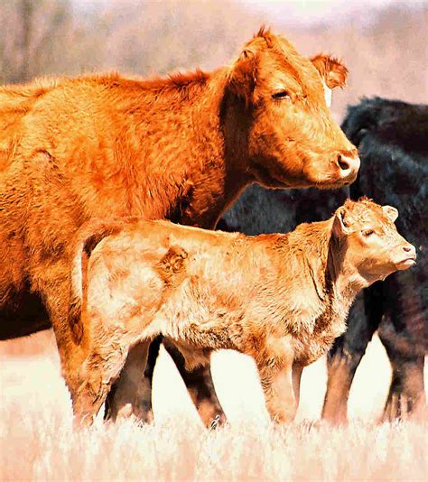 Cattle Breeds Homestead On The Range