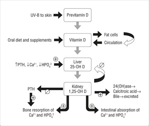 Severe Hypercalcemia Following Vitamin D Supplementation In A Patient