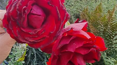 My Rose Garden 😍 Ahandfuloflife Rose Youtube