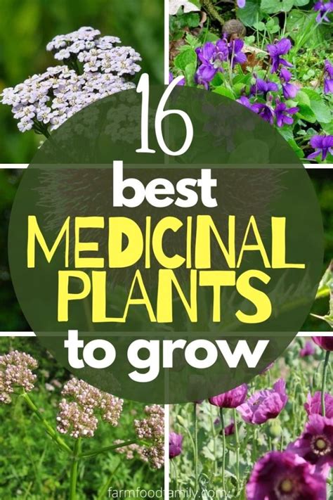 16 Best Medicinal Plants And Their Uses With Names And