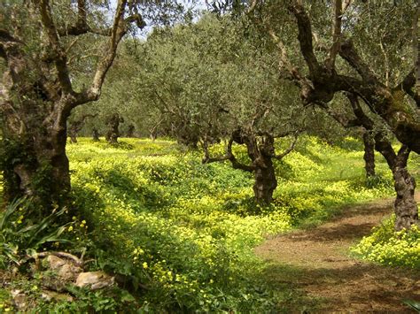 Spring Olive Grove Zakynthos Greece A Photo On Flickriver