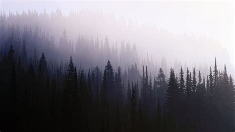Black Pine Trees Mist Forest Nature Scenics Nature Plant Hd