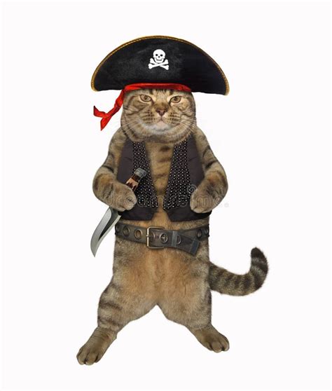 Cat Pirate 1 Stock Photo Image Of Piracy Weapon Caribbean 124044472