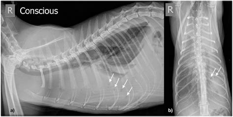 Pericardial Flap To Repair A Pulmonary Laceration In A Cat With