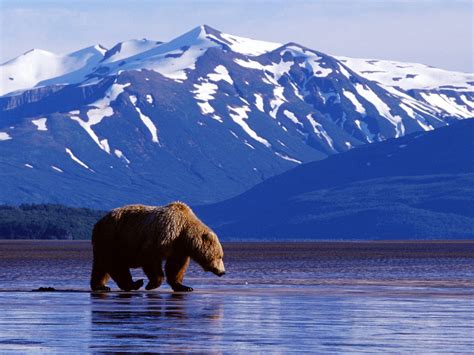 Bear Pictures Trolling The Landscape Brown Bear Alaska