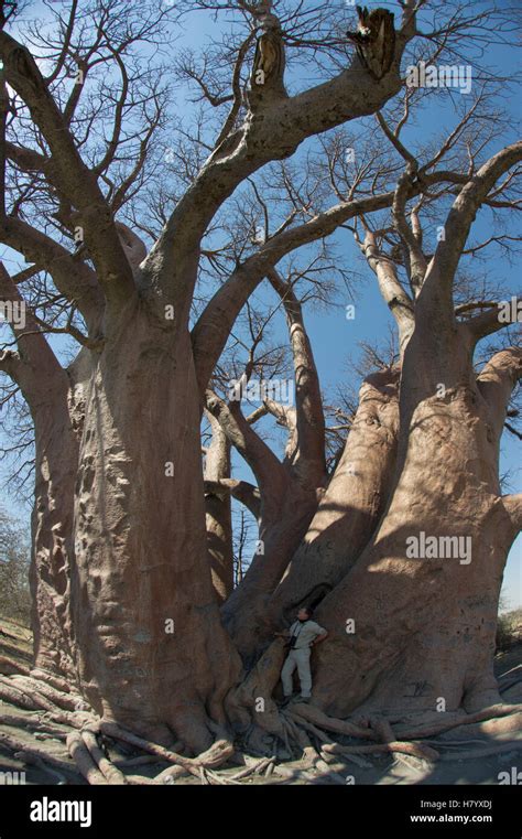 Baobab Adansonia Digitata And Tourist To Show Size Of The Tree